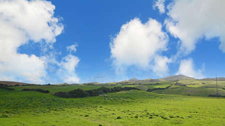 herd of sheep in Sardinian countrysideの写真素材