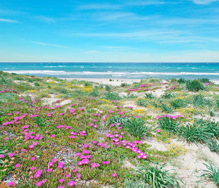 pink flowers in Platamona beach on a spring dayの写真素材