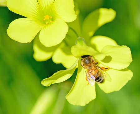close up of a bee in a yellow flower