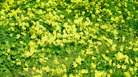yellow oxalis in a green meadow