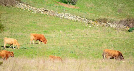 brown cows grazing in a green fieldの写真素材