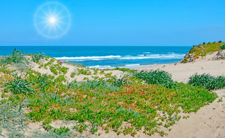 bright sun over Platamona beach, Sardiniaの写真素材