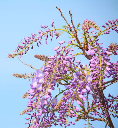 close up of a wisteria branch in springtimeの写真素材