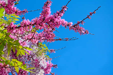 pink wisteria flowers under a blue skyの写真素材