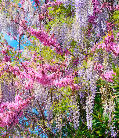 pink and lilac wisteria flowers on a sunny dayの写真素材
