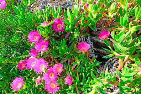 pink flowers on a sand dune in Platamona, Sardiniaの写真素材
