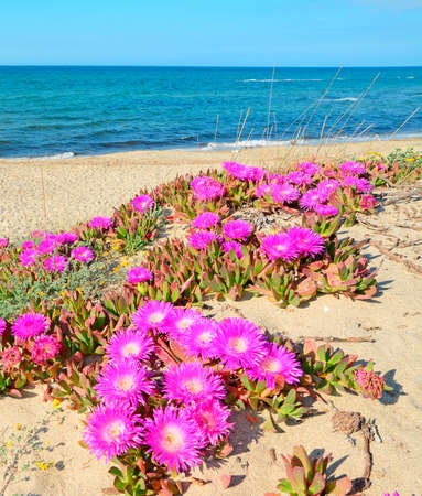 pink flowers on sand dunes in Platamona, Sardiniaの写真素材