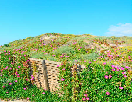 pink flowers on sand dunes in Platamona, Sardiniaの写真素材