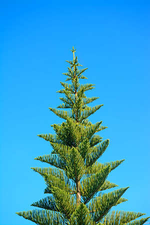 norkfolk pine under a blue skyの写真素材