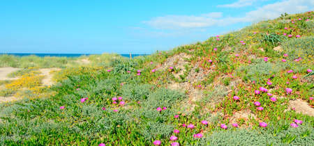 pink flowers on green dunes in Platamona, Sardiniaの写真素材