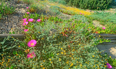 close up of pink flowers on a sand duneの写真素材