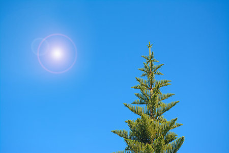 norkfolk pine under a bright sun