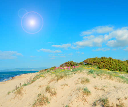 golden dune by Platamona sea, Sardiniaの写真素材
