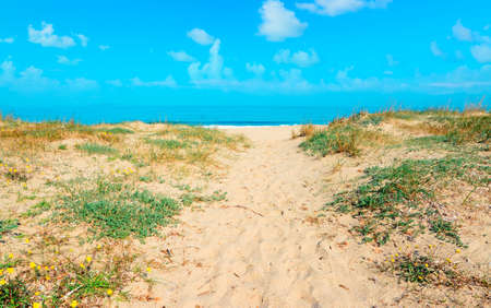 golden shore under a blue skyの写真素材