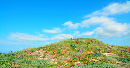 pink flowers on sand dunes in Platamona, Sardiniaの写真素材