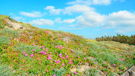 pink flowers on sand dunes in Platamona, Sardiniaの写真素材