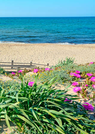 green plants and pink flowers in Platamona, Sardiniaの写真素材