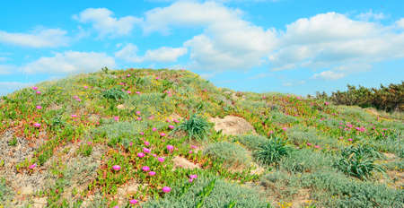 pink flowers on green dunes in Platamona, Sardiniaの写真素材