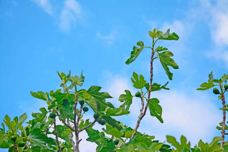 fig tree under a blue skyの写真素材