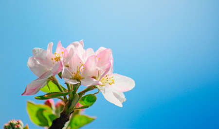 apple flower on a blue backgroundの写真素材