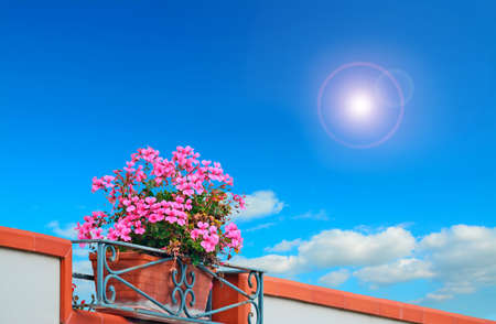 pink flowers under a bright sunの写真素材