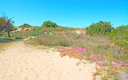 flowers and trees in a snad dune in Sardiniaの写真素材