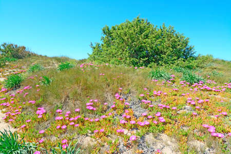 green and pink plants on a sand dune in Platamona beach, Sardiniaの写真素材