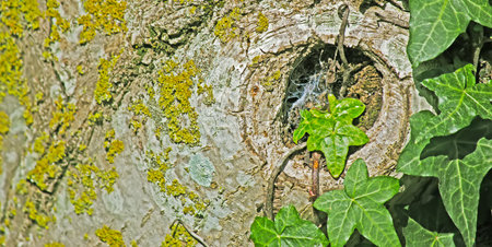 ivy leaves and walnut tree