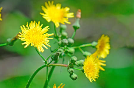 close up of a leontodon in a green gardenの写真素材