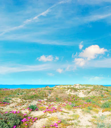 Platamona beach in springtime , Sardiniaの写真素材