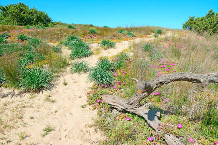 grey trunk in a sand dune with flowersの写真素材