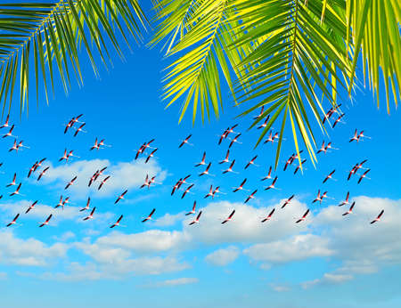 pink flamingos flying under a palm frameの写真素材