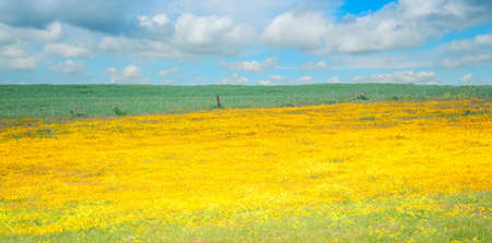 yellow field under a cloudy skyの写真素材