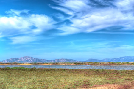 green plants by the riversideの写真素材