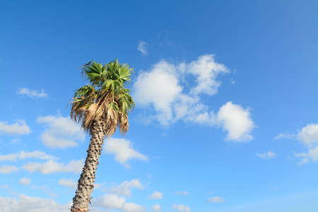 palm tree under a cloudy skyの写真素材