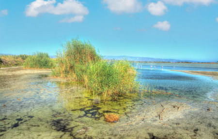 molentargius pond on a clear dayの写真素材