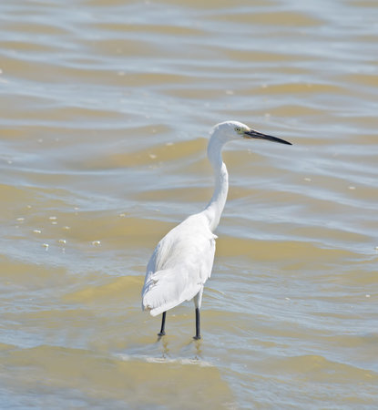 white heron in Molentargius pond, Sardinia