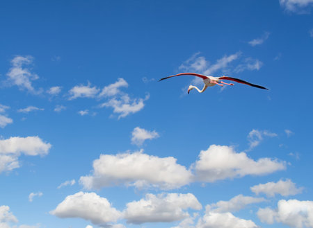 pink flamingo flying in a blue sky with cloudsの写真素材