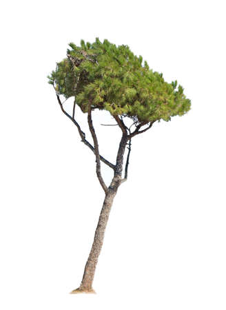pine tree isolated on white backgroundの写真素材