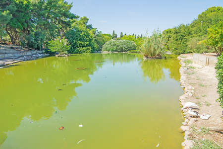pond with ducks in Cagliari, Sardiniaの写真素材