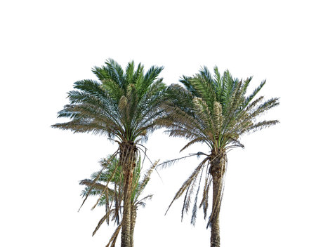 palm trees isoalted on white backgroundの写真素材