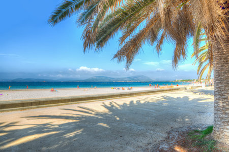 palm trees by Alghero seafront