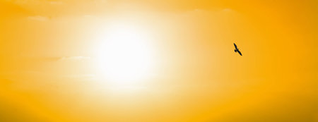 seagull silhouette in a yellow sky at sunsetの写真素材