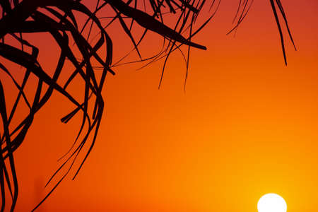 palm branch silhouette and shining sun at sunset. Shot in Alghero harbor, Italyの写真素材