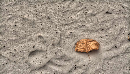 dry leaf on the sand. Processed for hdr tone mapping effect.の写真素材