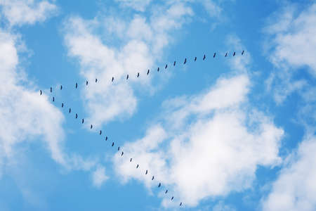 flock of birds flying in formation under a cloudy sky. Shot in Sardinia, Italyの写真素材