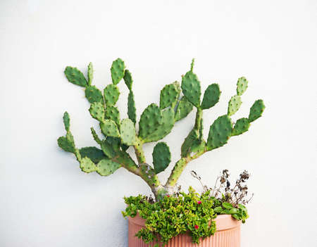 prickly pears in a pot with a white wall in the backgroundの写真素材