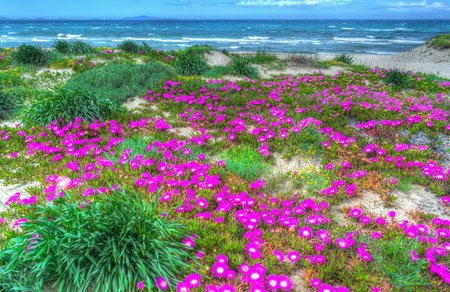 pink flowers by Platamona shoreline. Shot in Sardinia, Italyの写真素材