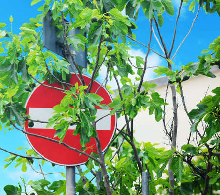 do not enter sign covered by a fig treeの写真素材