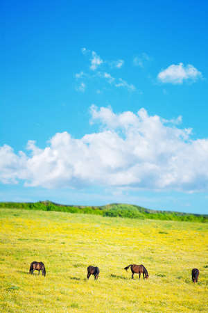 four brown horses under a cloudy sky. Shot in Sardinia, Italyの写真素材